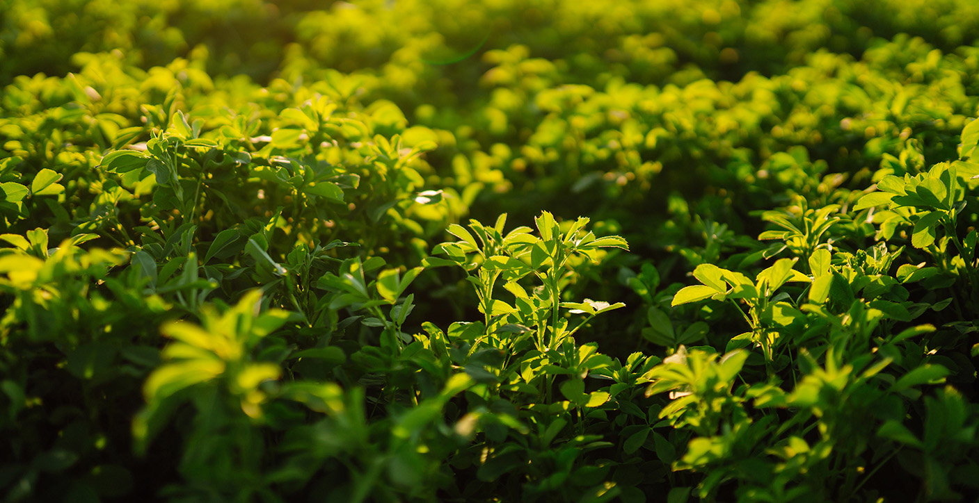 Assessing Winter Kill in Forage Crops