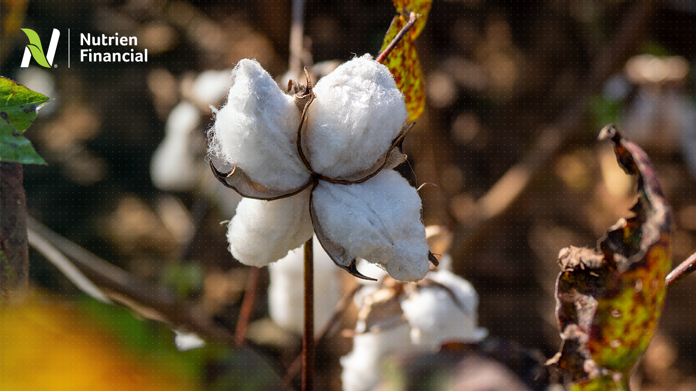 From Good Yields to Smart Strategies: Thriving in a Tough Cotton Market