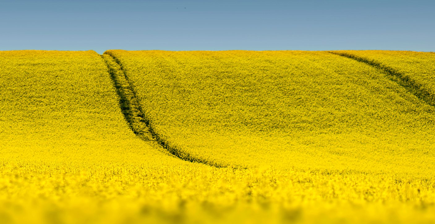 How Last Year’s Harvest is Impacting Volunteer Canola in 2025