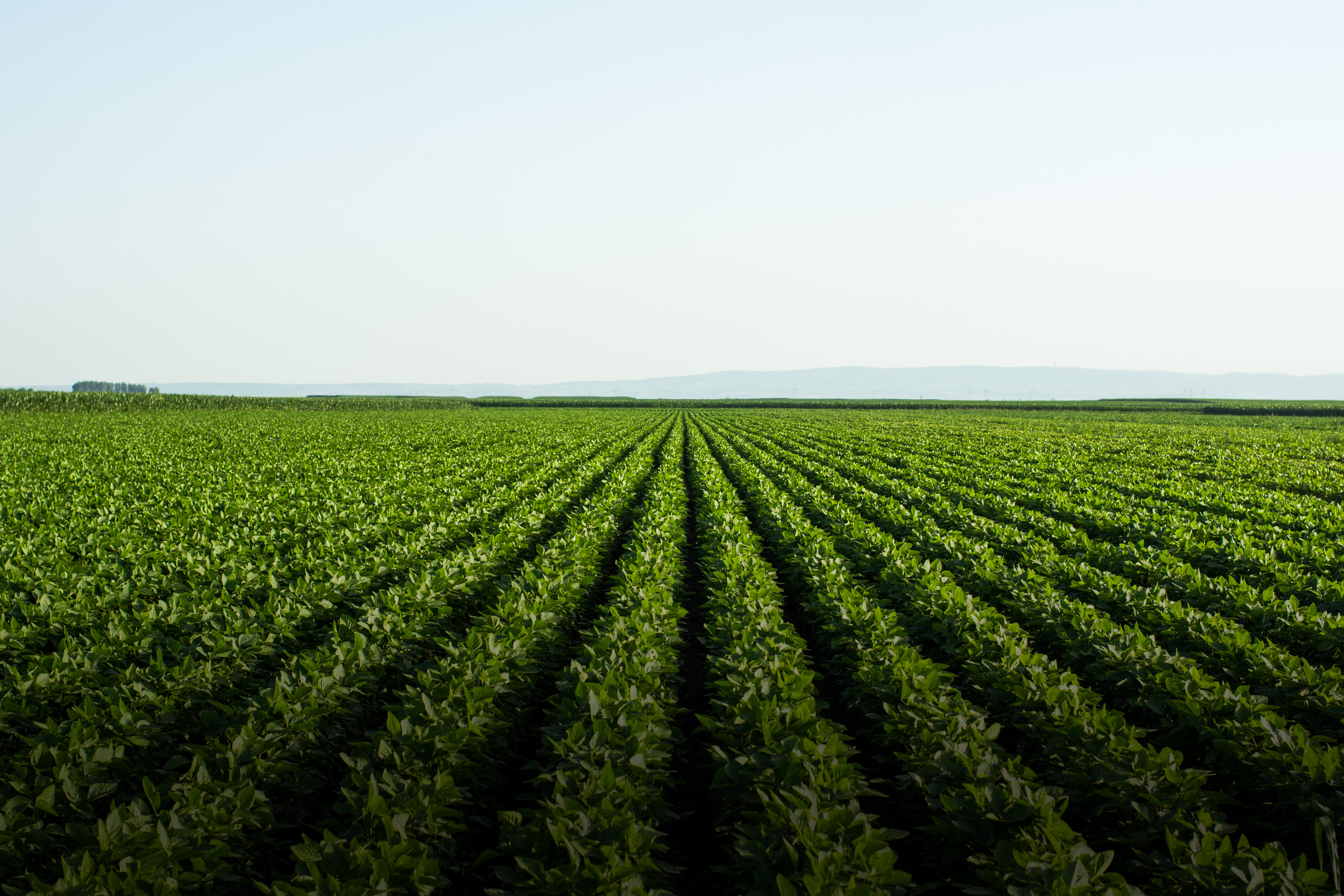 Nutrien field